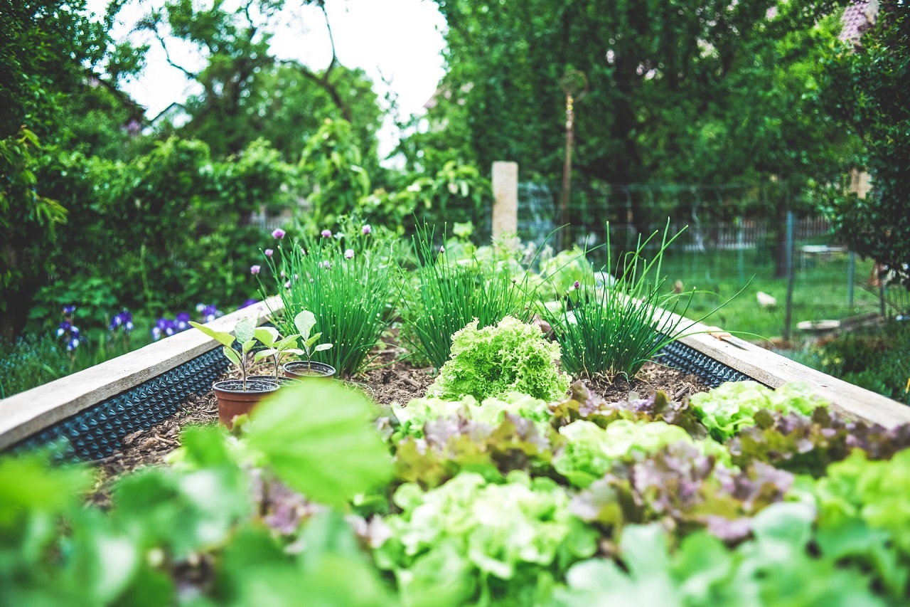 Dlaczego warto się zdecydować na uprawę roślin we własnym ogródku?
