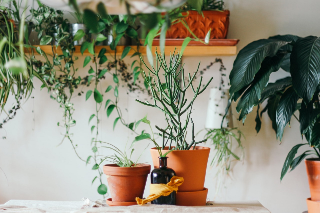 Jak pielęgnować rośliny doniczkowe w domu?